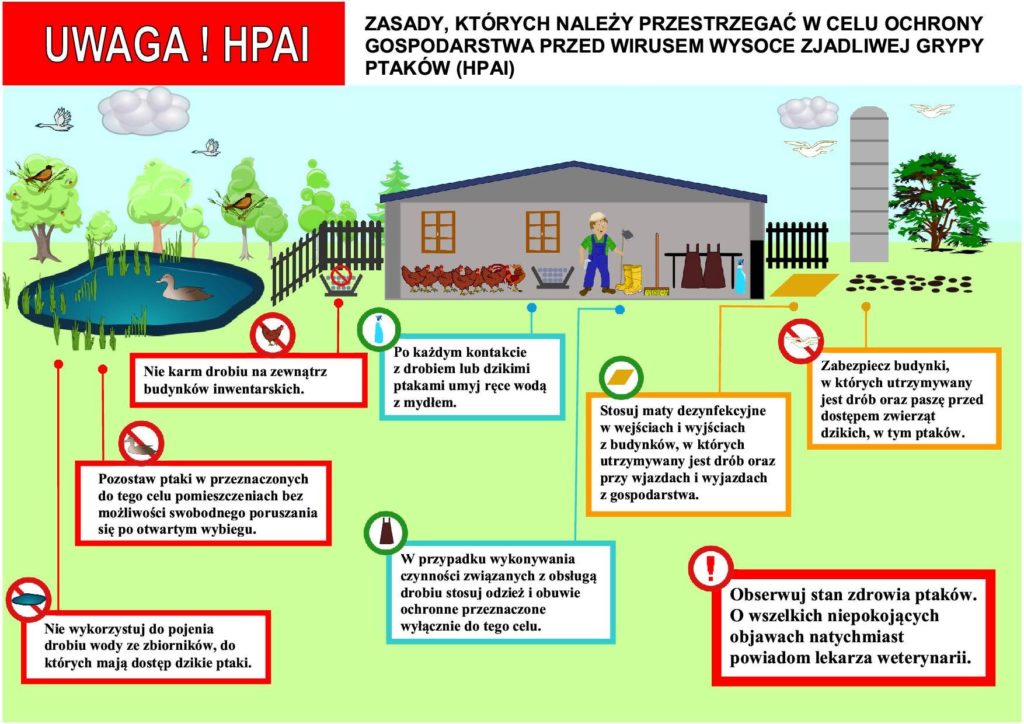 Komunikat Świętokrzyskiego Wojewódzkiego Lekarza Weterynarii dotyczący ryzyka wystąpienia grypy ptaków (HPAI)